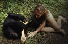 Flo, Flint's mother, horsing around with Jane Goodall